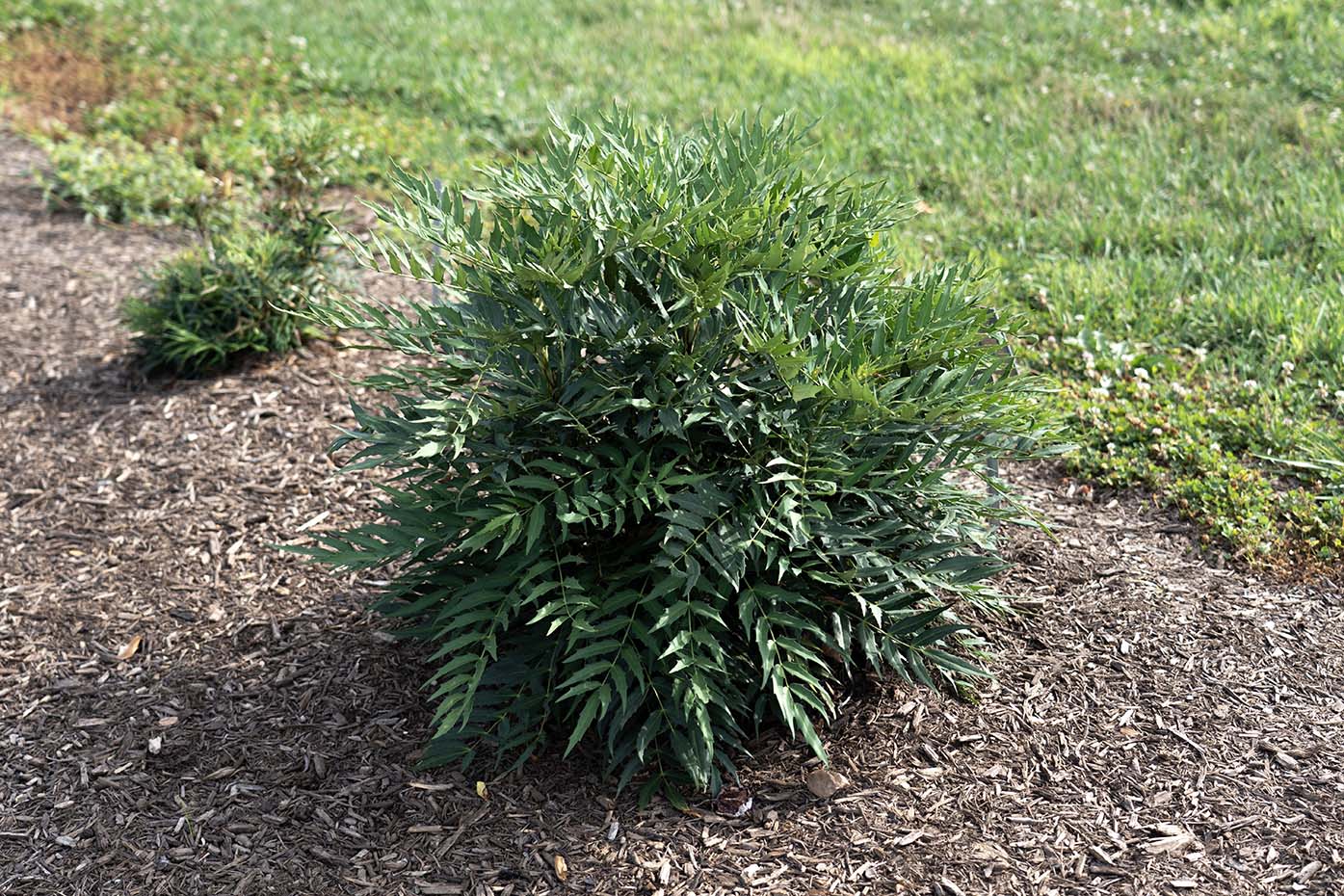 Funky Flow™ Mahonia