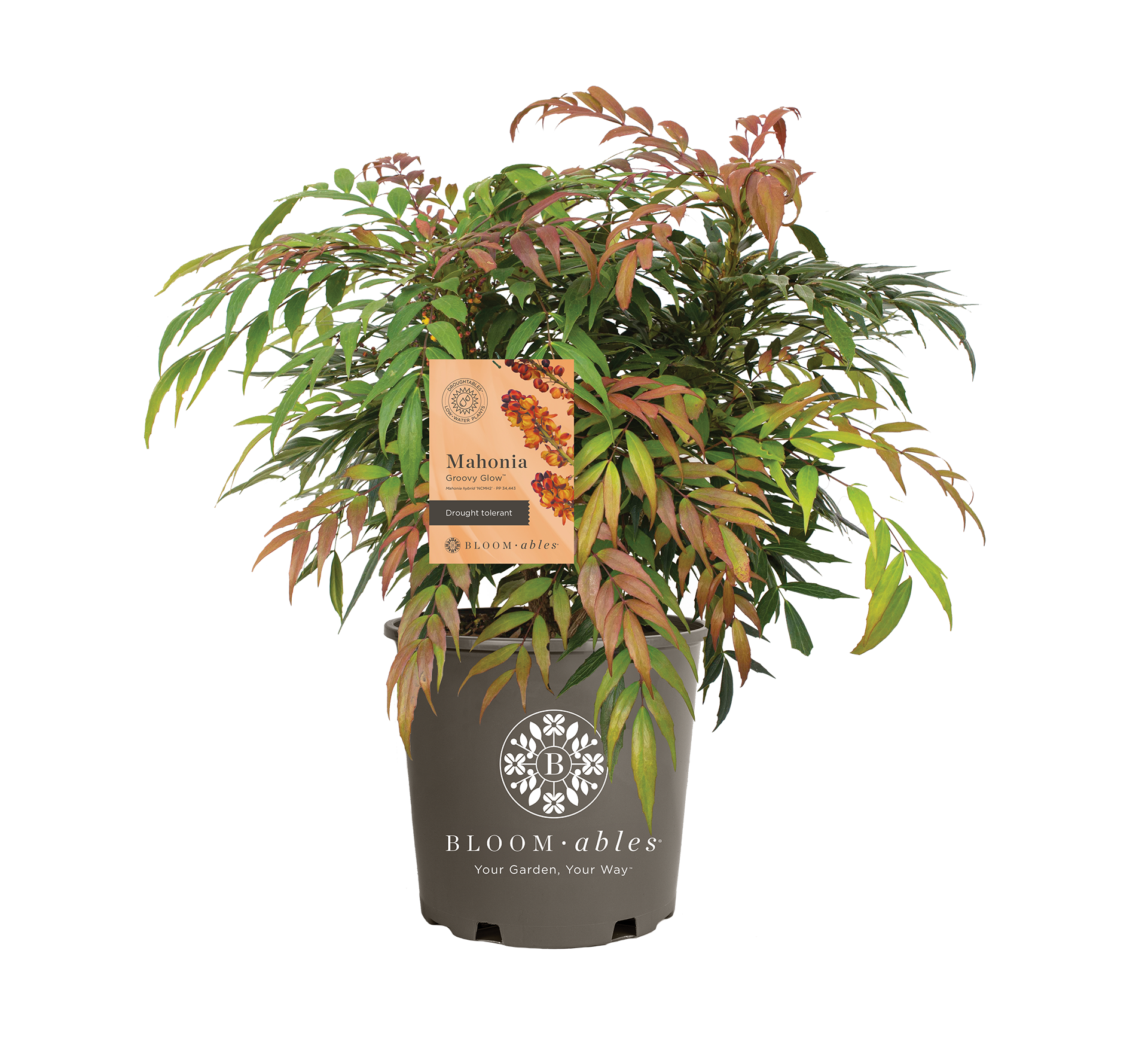 Groovy Glow™ Mahonia - Image 2