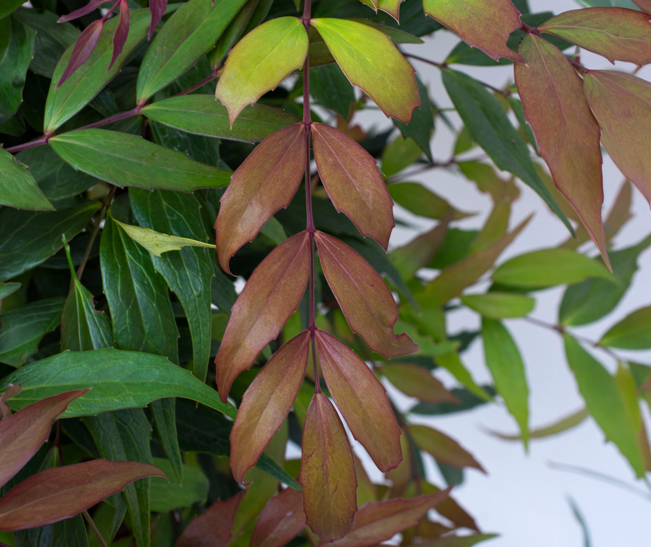 Groovy Glow™ Mahonia - Image 4
