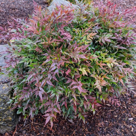 Nandina 'Tuscan Flame'