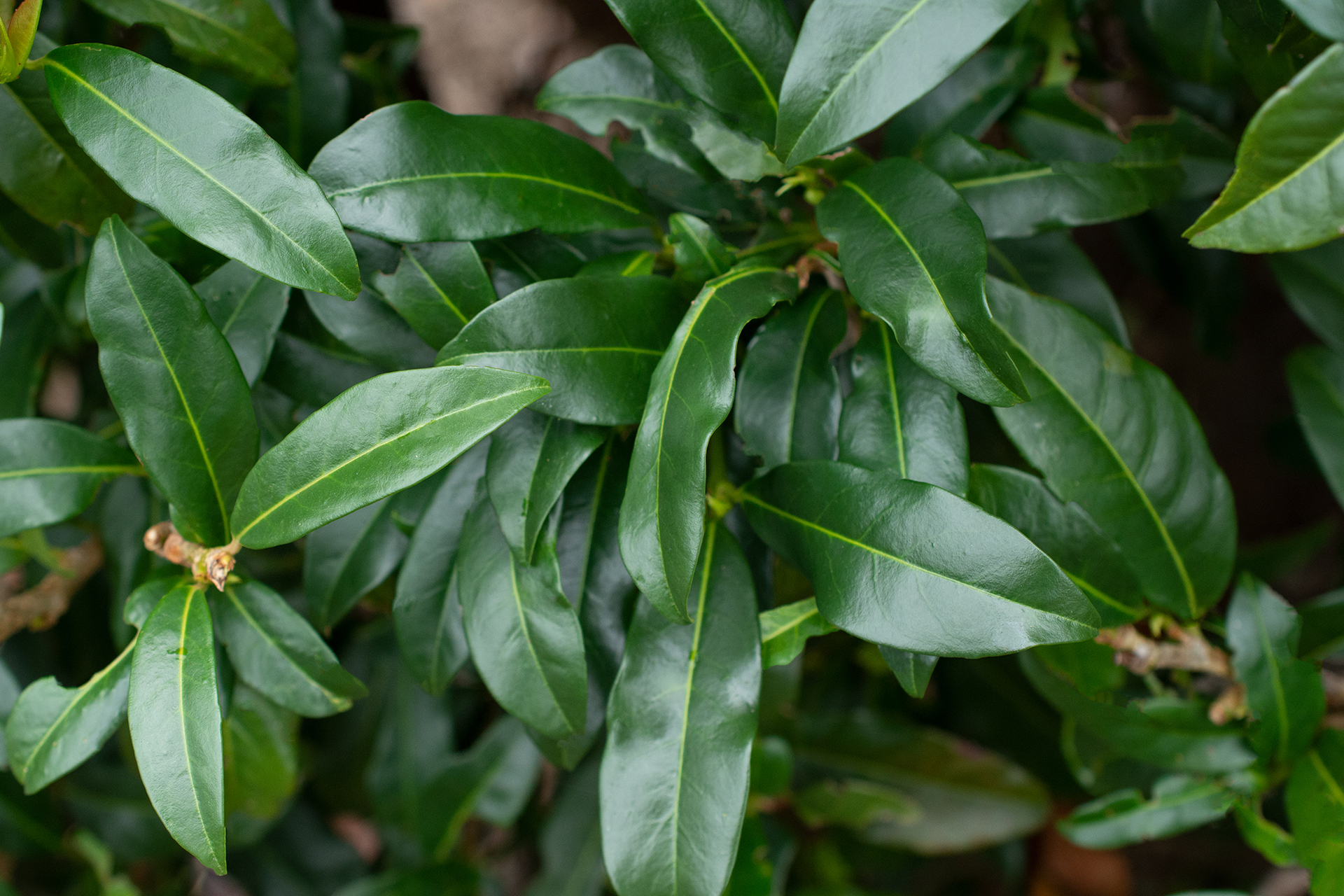 Prunus 'Chestnut Hill' - Image 3
