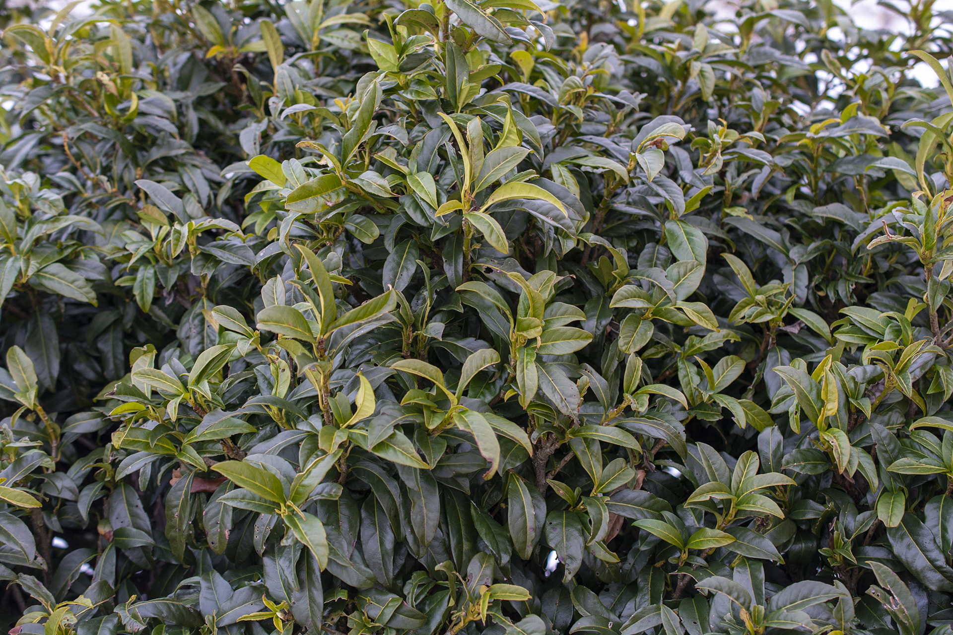 Prunus 'Chestnut Hill' - Image 2