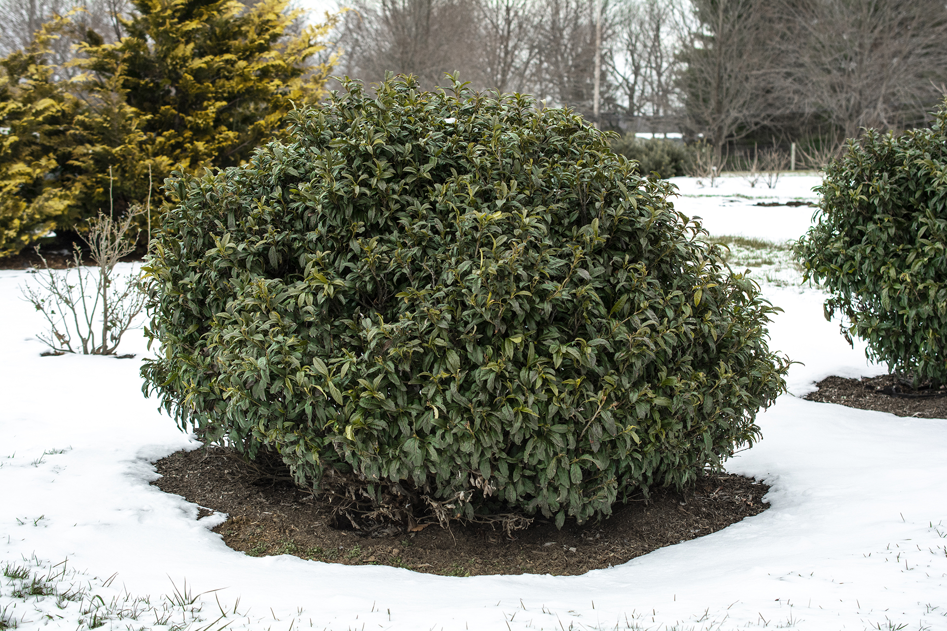 Prunus 'Chestnut Hill' - Image 4