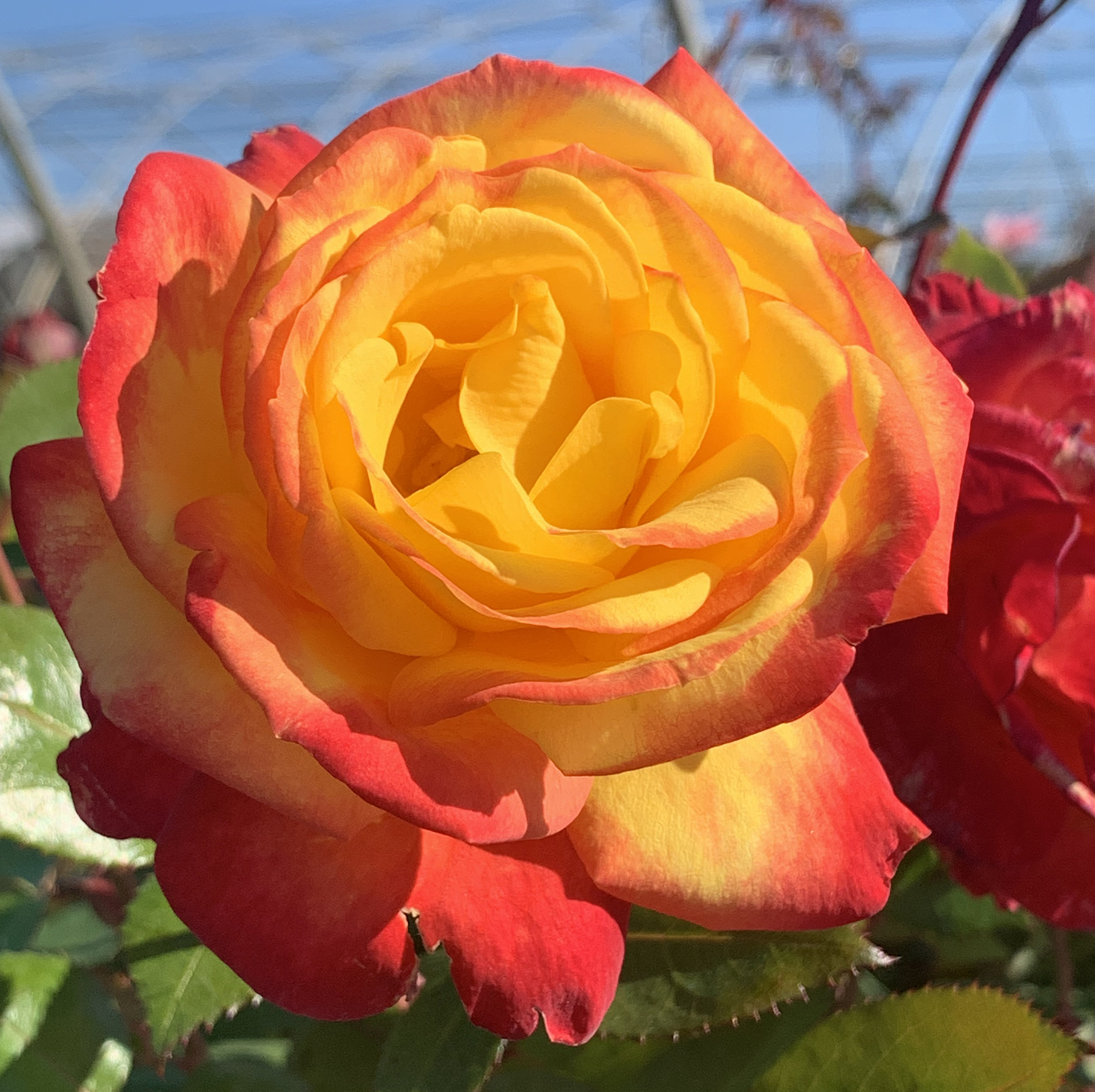 Sunbelt® Garden Flame™ - Image 4