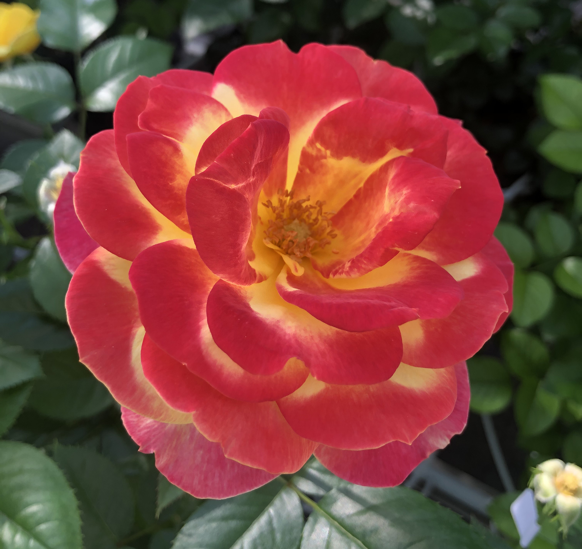 Sunbelt® Garden Flame™ - Image 3
