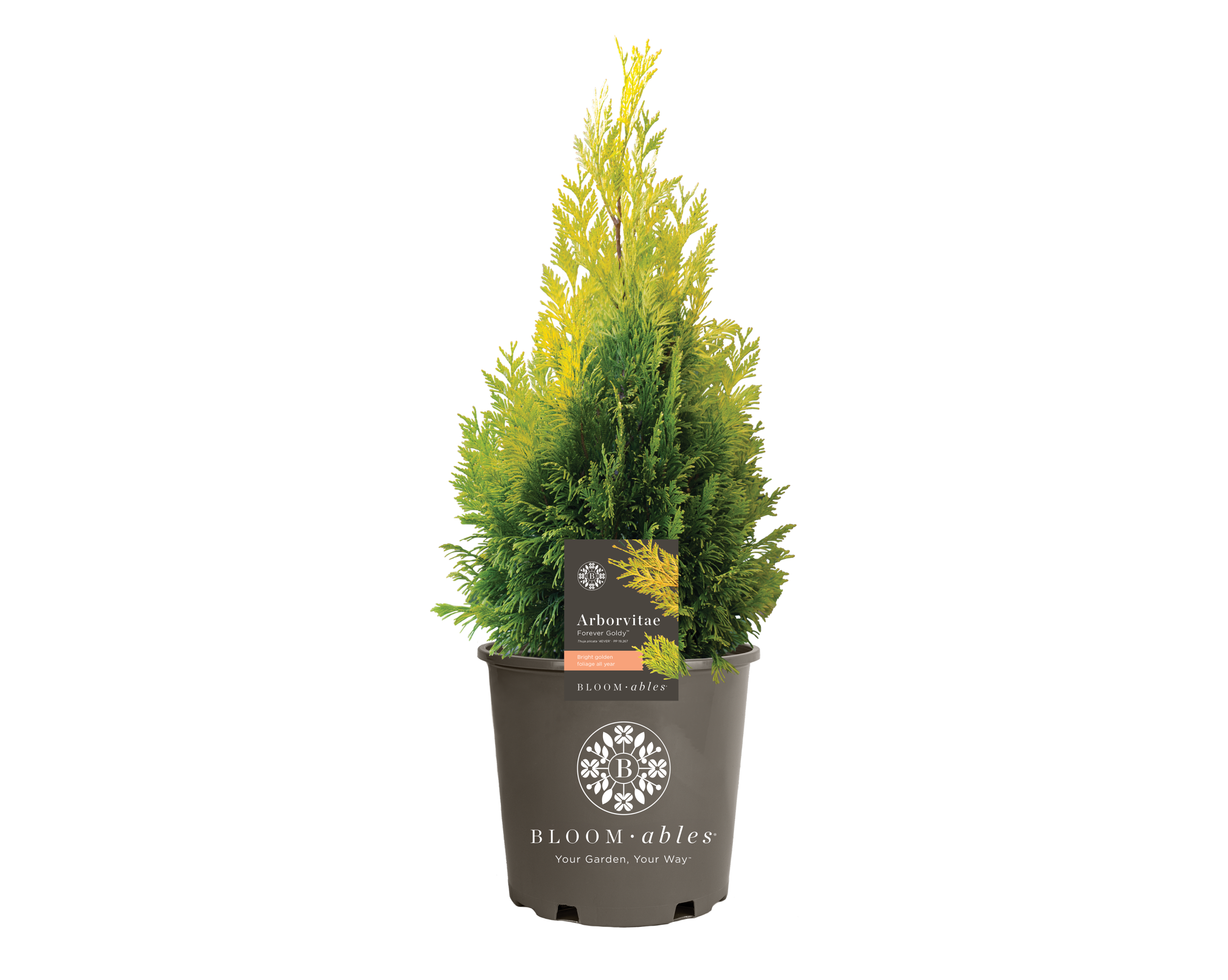 Forever Goldy™ Thuja - Image 2