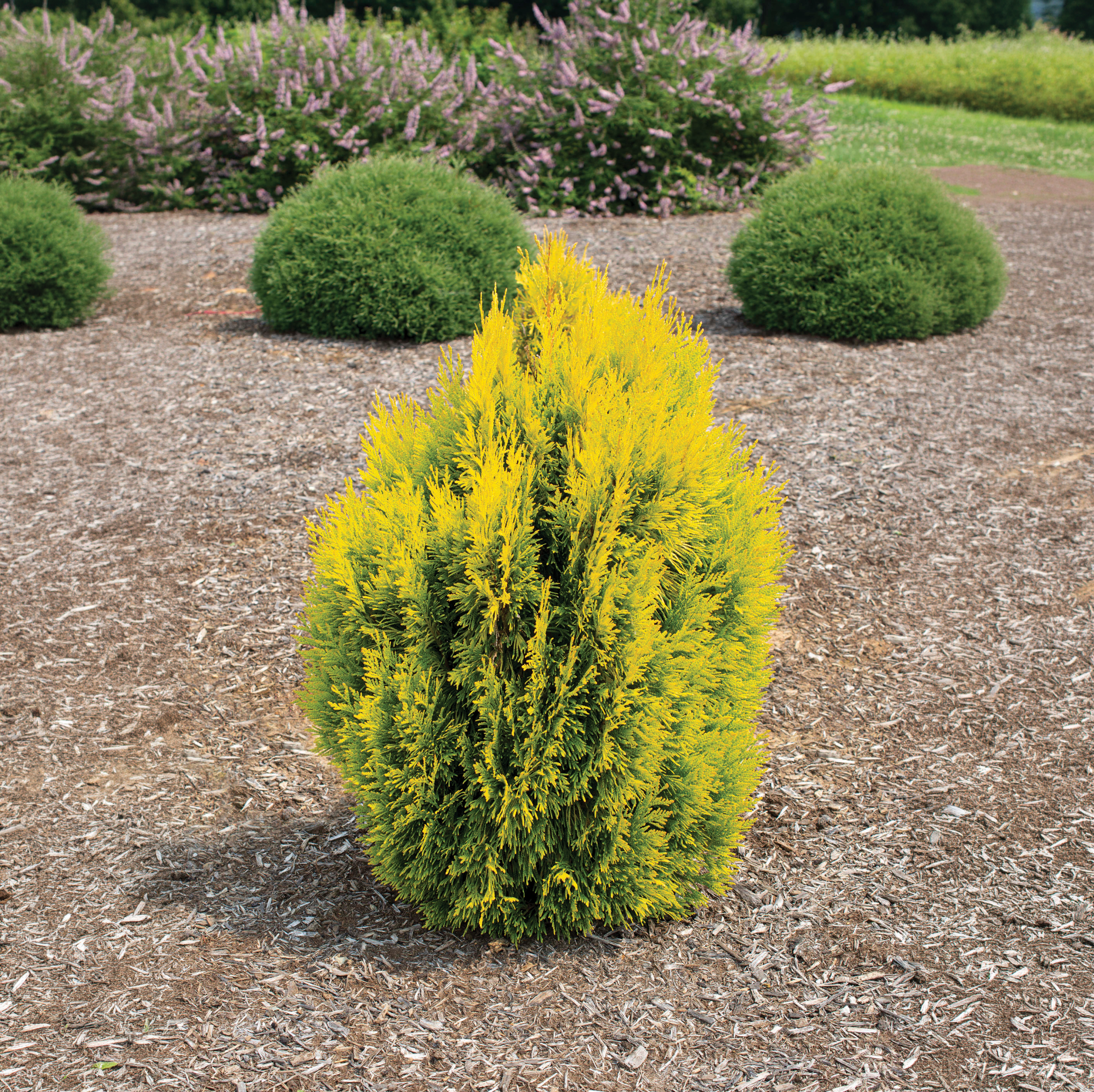 Forever Goldy™ Thuja - Image 4