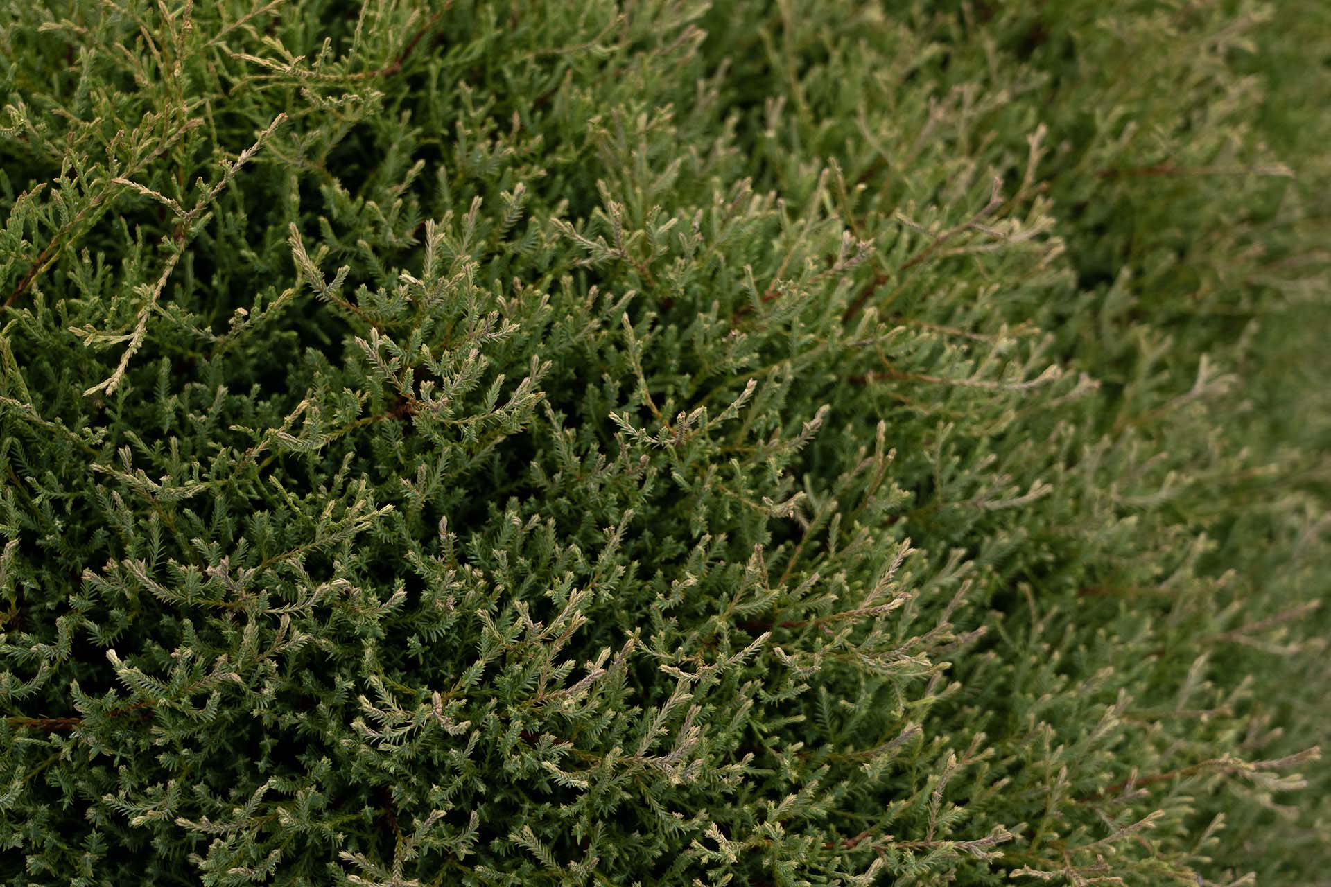 Pancake™ Thuja - Image 3