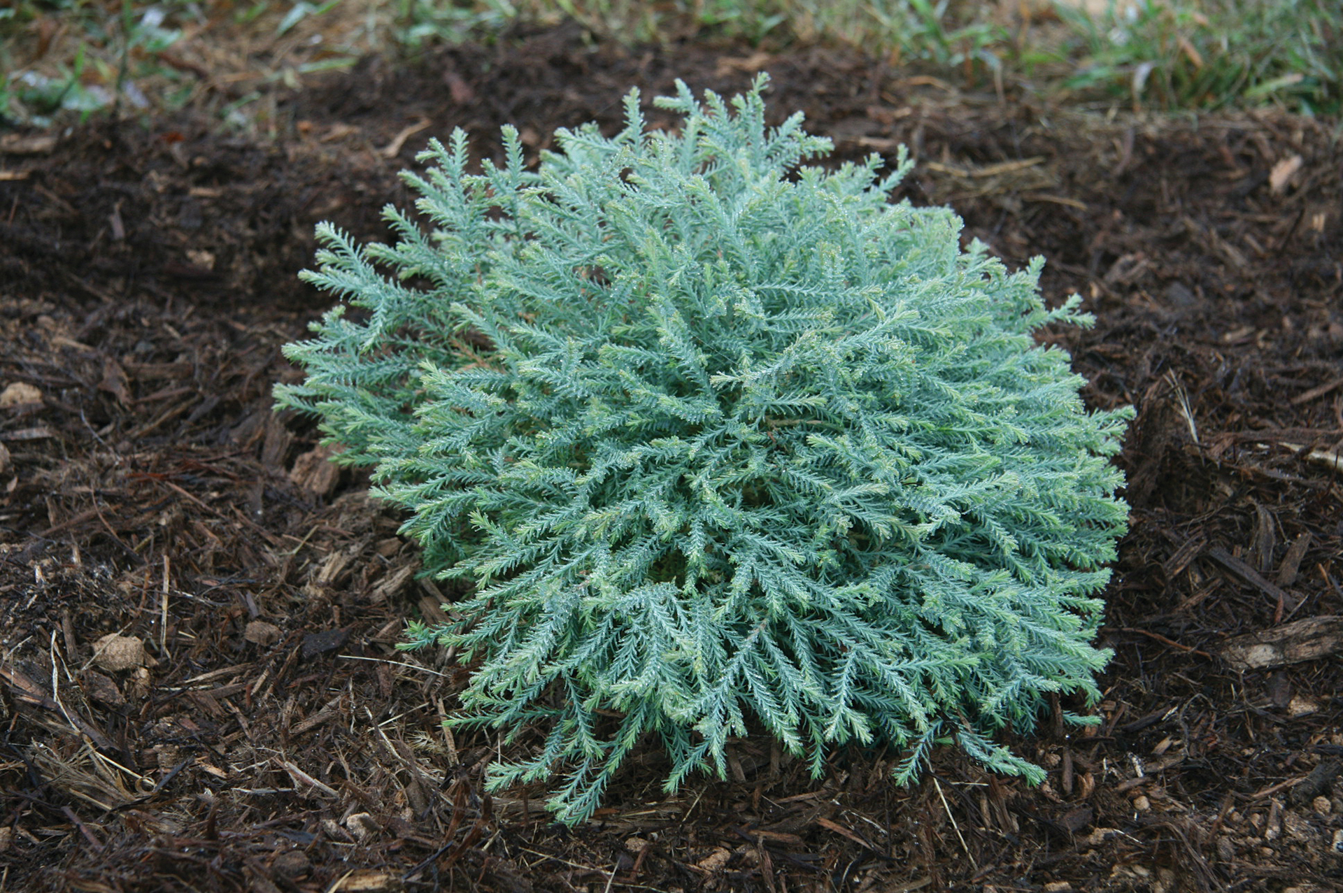 Pancake™ Thuja - Image 4