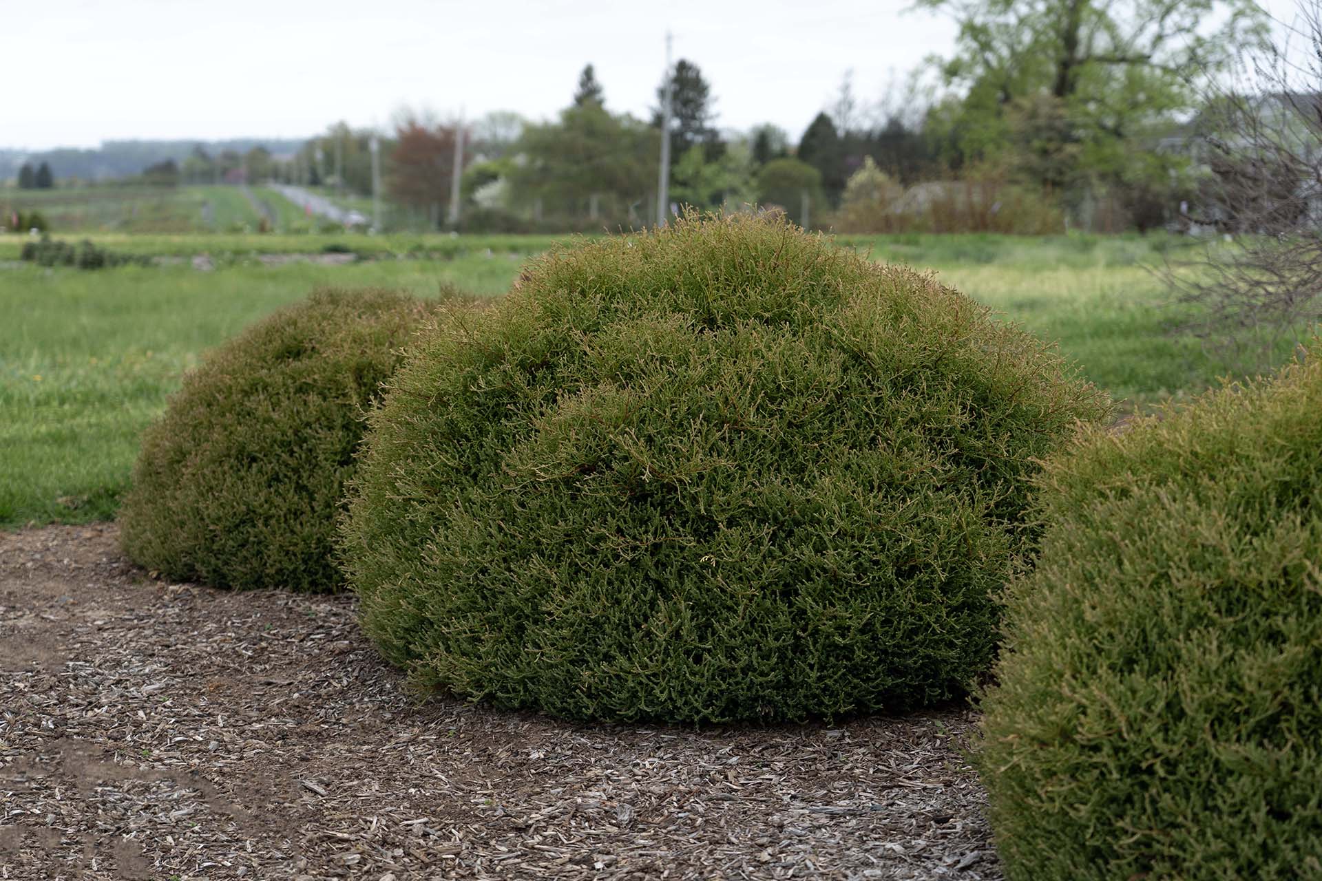 Pancake™ Thuja - Image 2