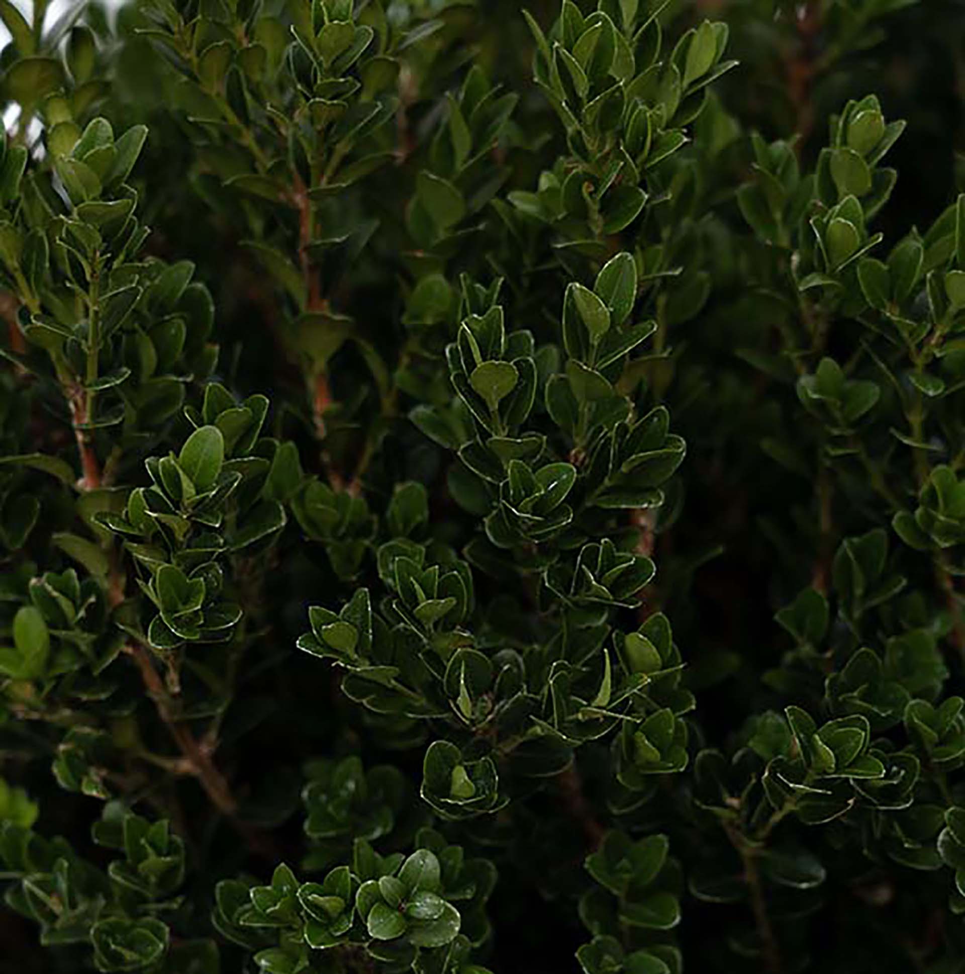 Little Mister® Buxus - Image 4