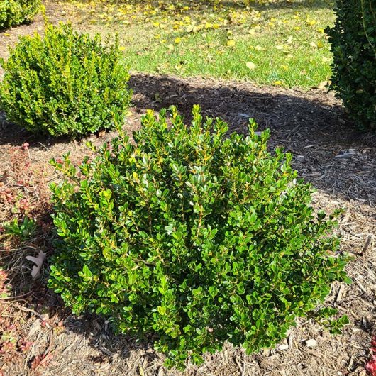 Little Mister® Buxus