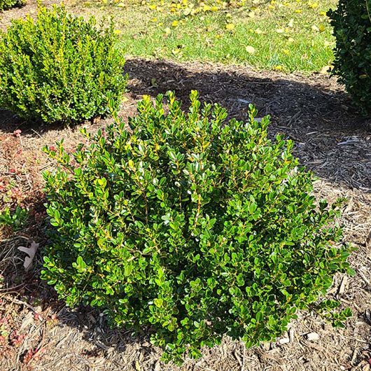 Little Mister® Buxus