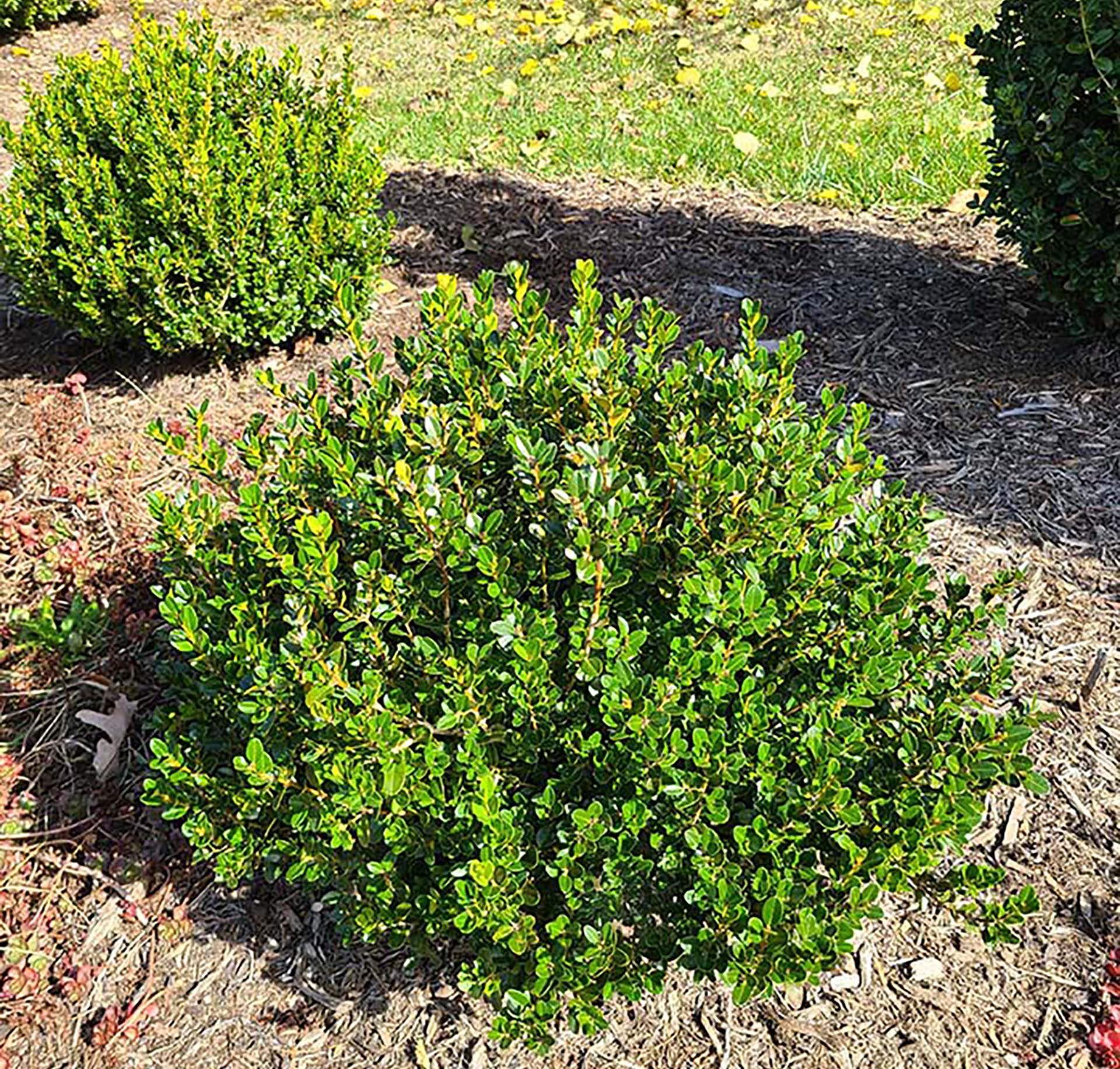 Little Mister® Buxus