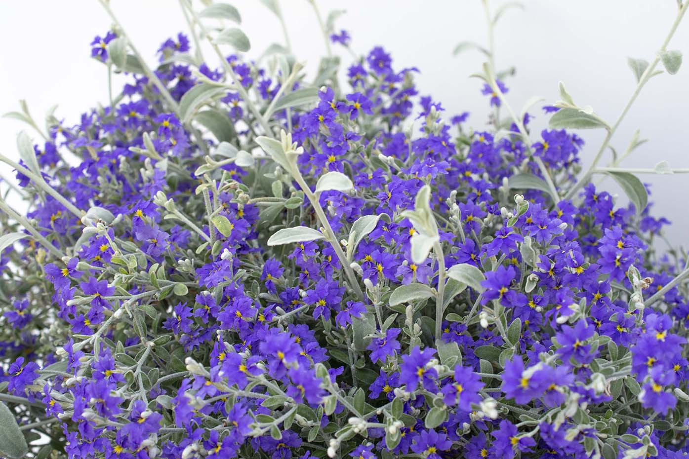 Purple Oz™ Dampiera | Bloomables