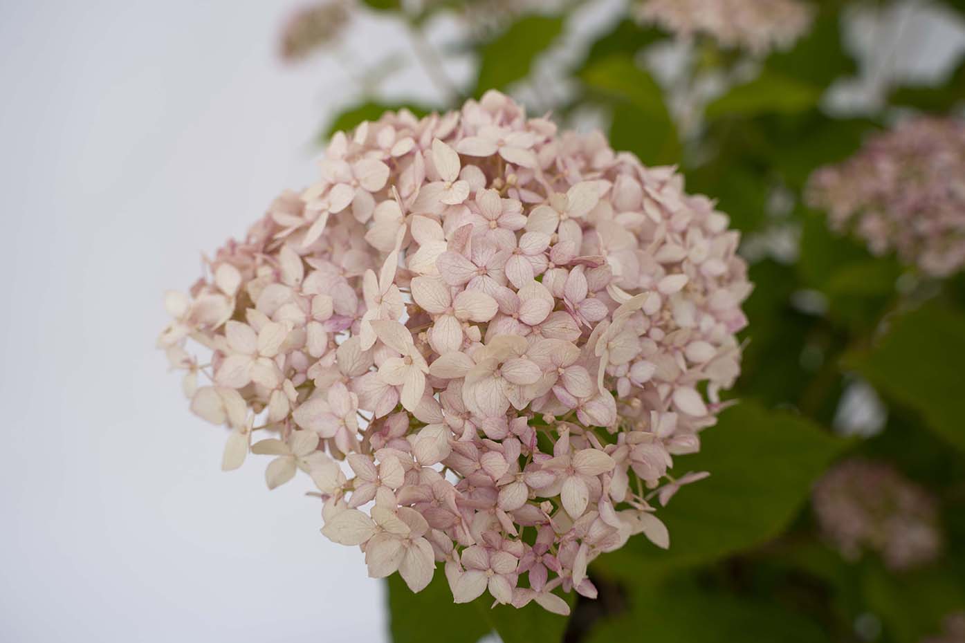 American Lace™ Pink Hydrangea - Image 3