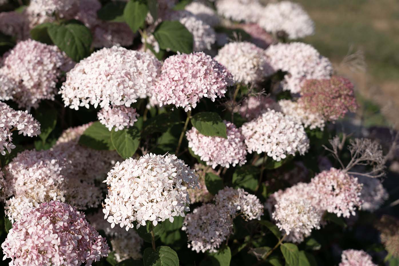 American Lace™ Pink Hydrangea - Image 4