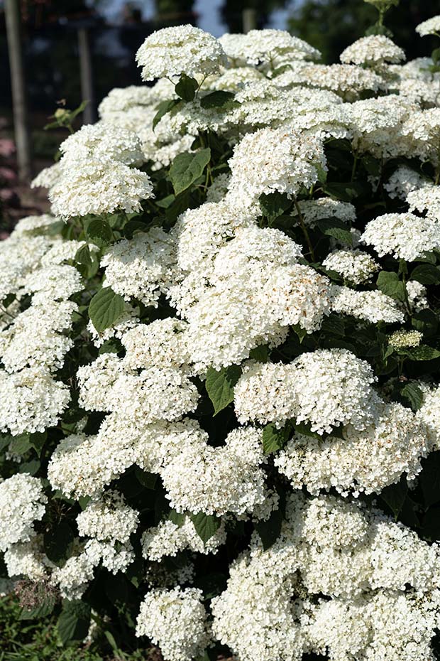 American Lace™ White Hydrangea - Image 3