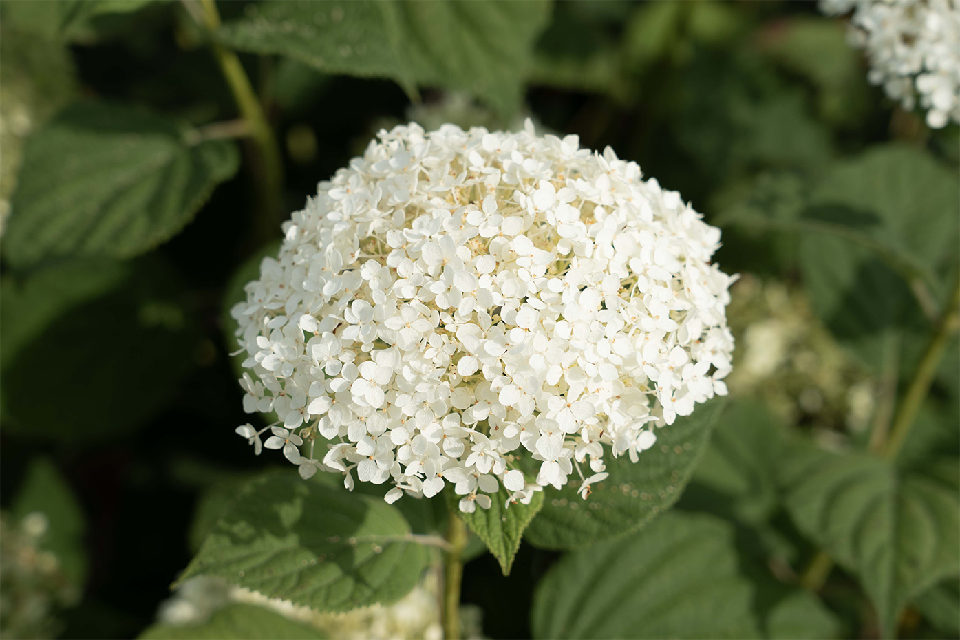 American Lace™ White Hydrangea - Image 4