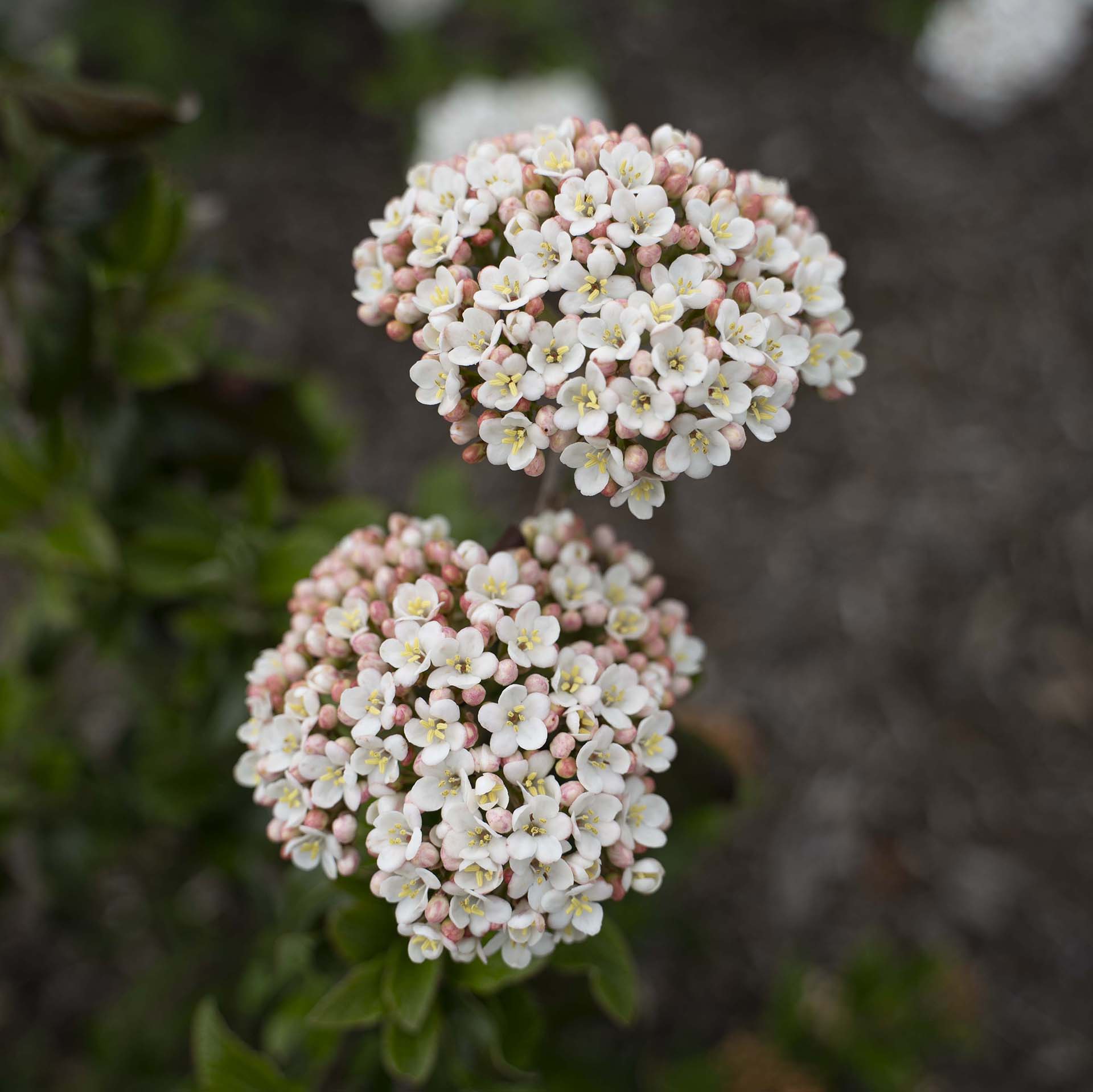 Snowy River™ Viburnum - Image 4
