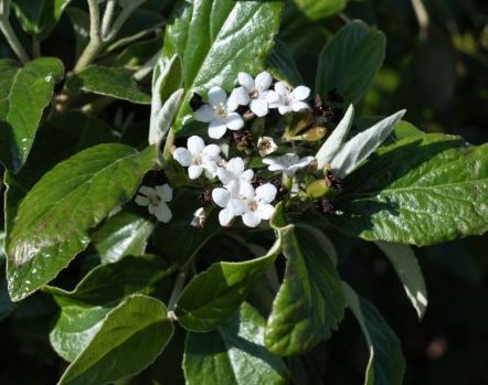 Snowy River™ Viburnum - Image 4