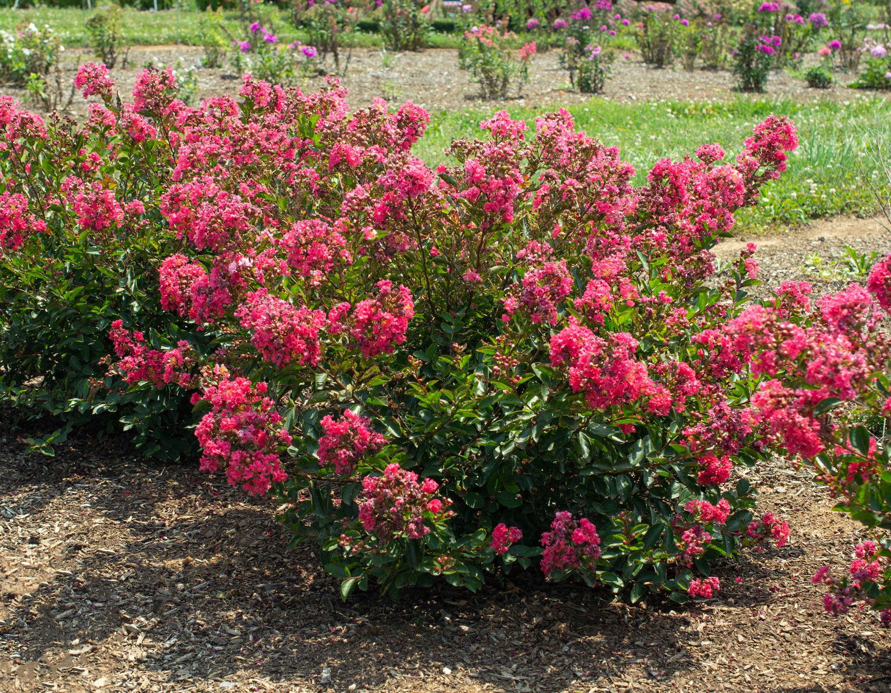 Bellini® Raspberry Lagerstroemia | Bloomables