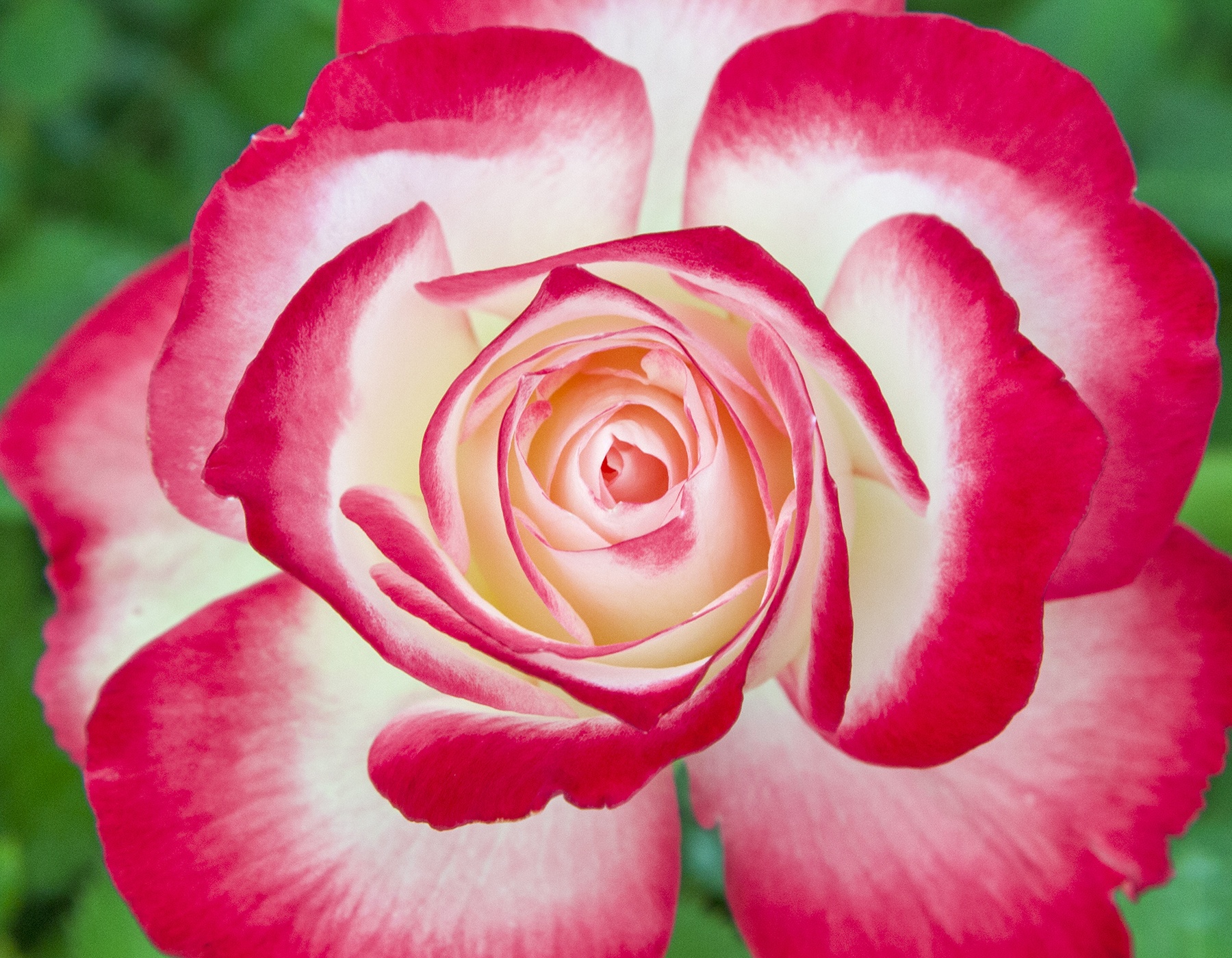 Cherry Parfait™ | Bloomables