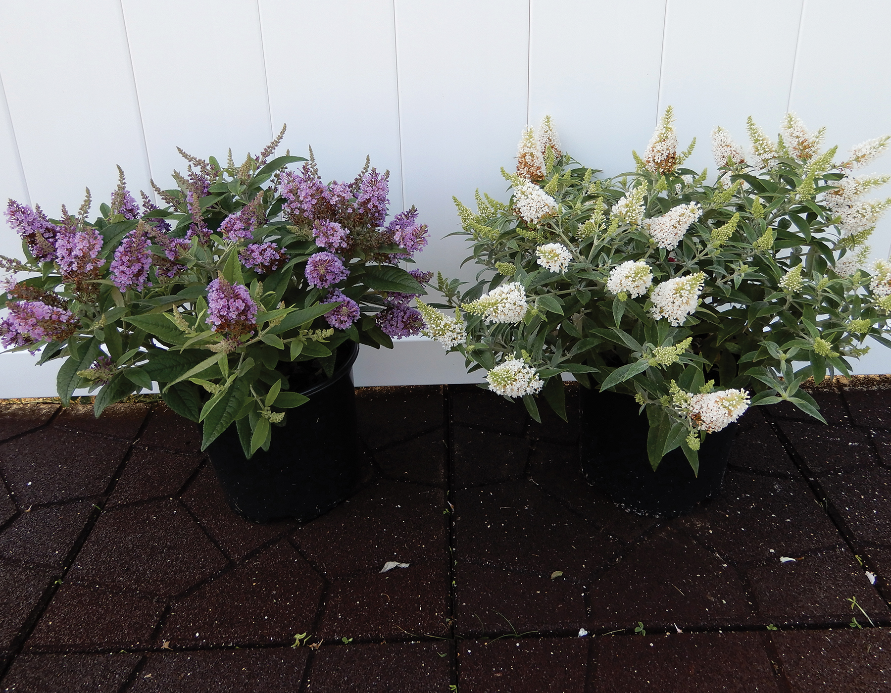 Dapper® Lavender Buddleia | Bloomables