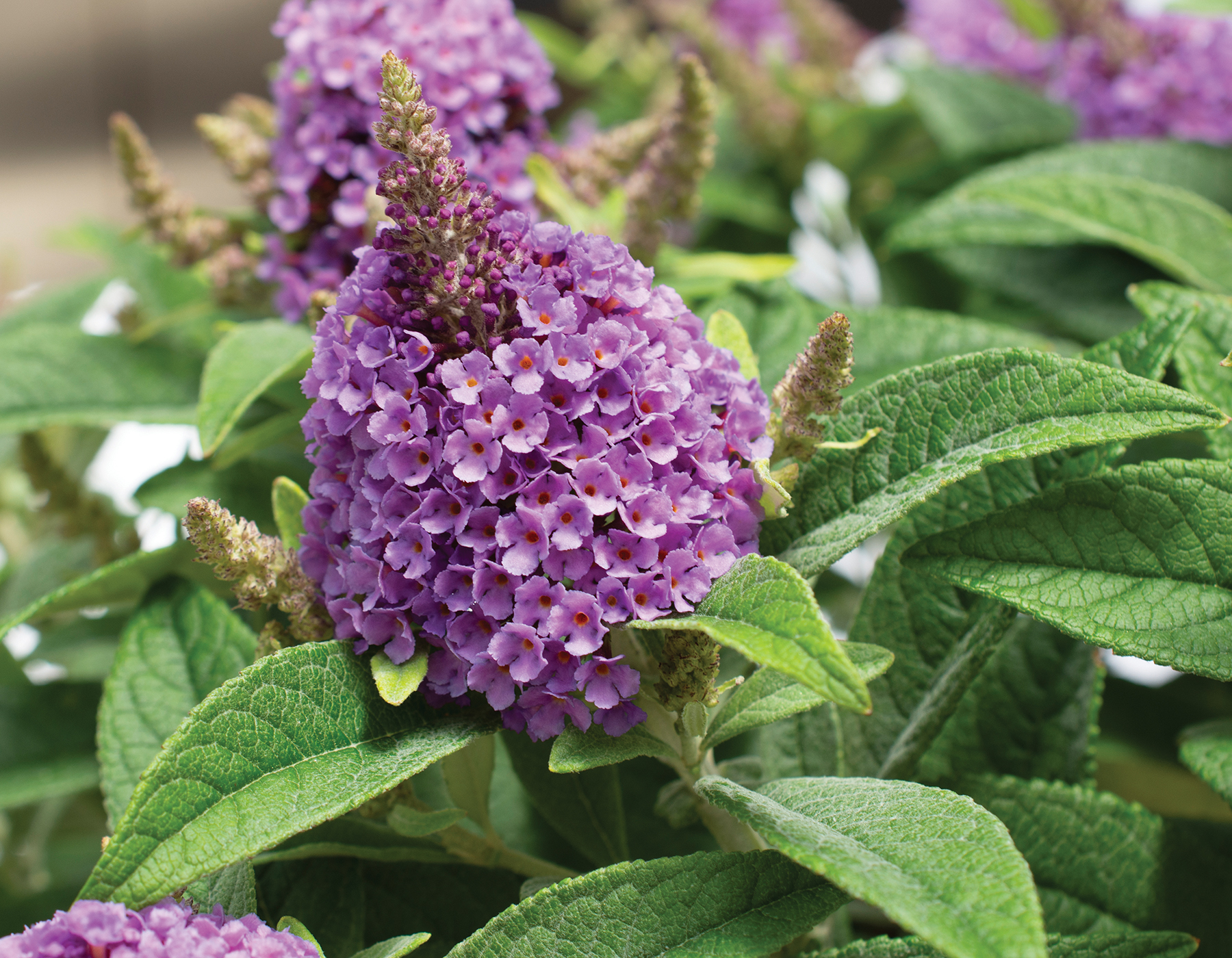 Dapper® Lavender Buddleia | Bloomables