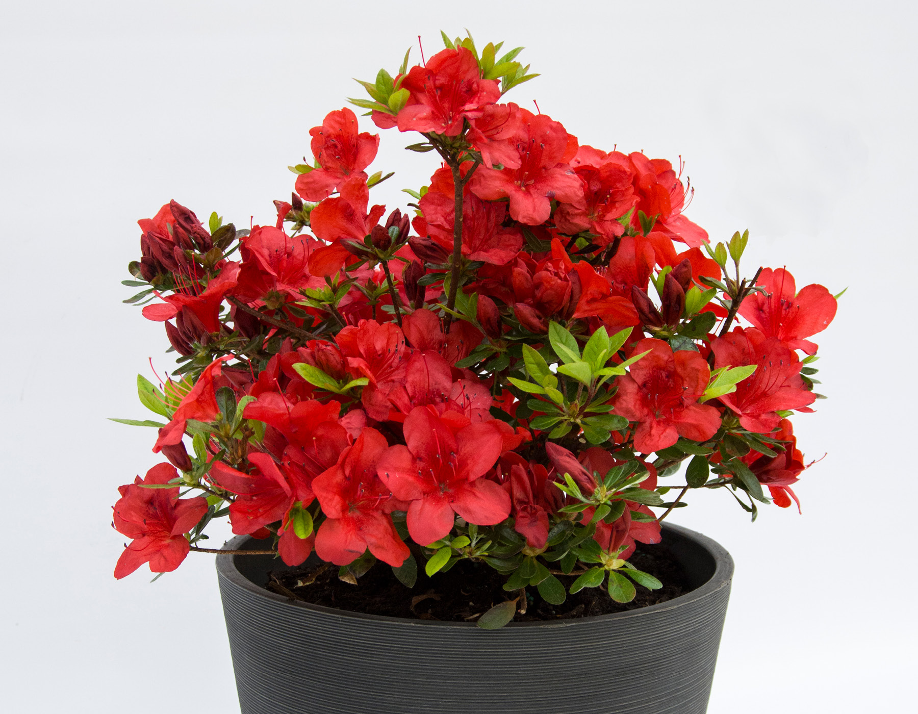 FlorAmore® Red Azalea Bloomables
