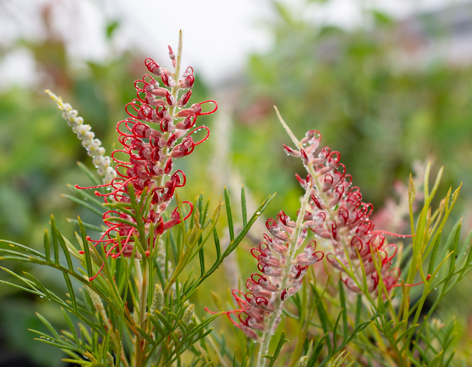 Grevillea 'Kings Celebration' Bloomables