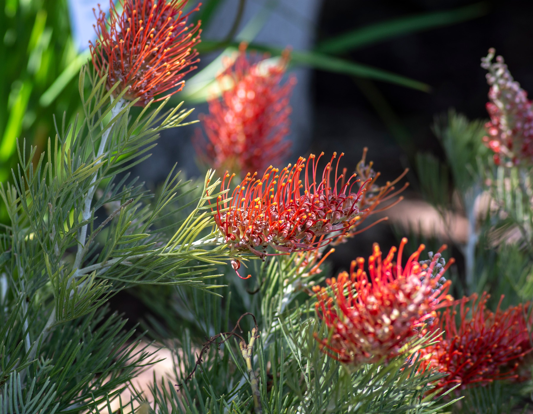 Grevillea 'Kings Fire' Bloomables