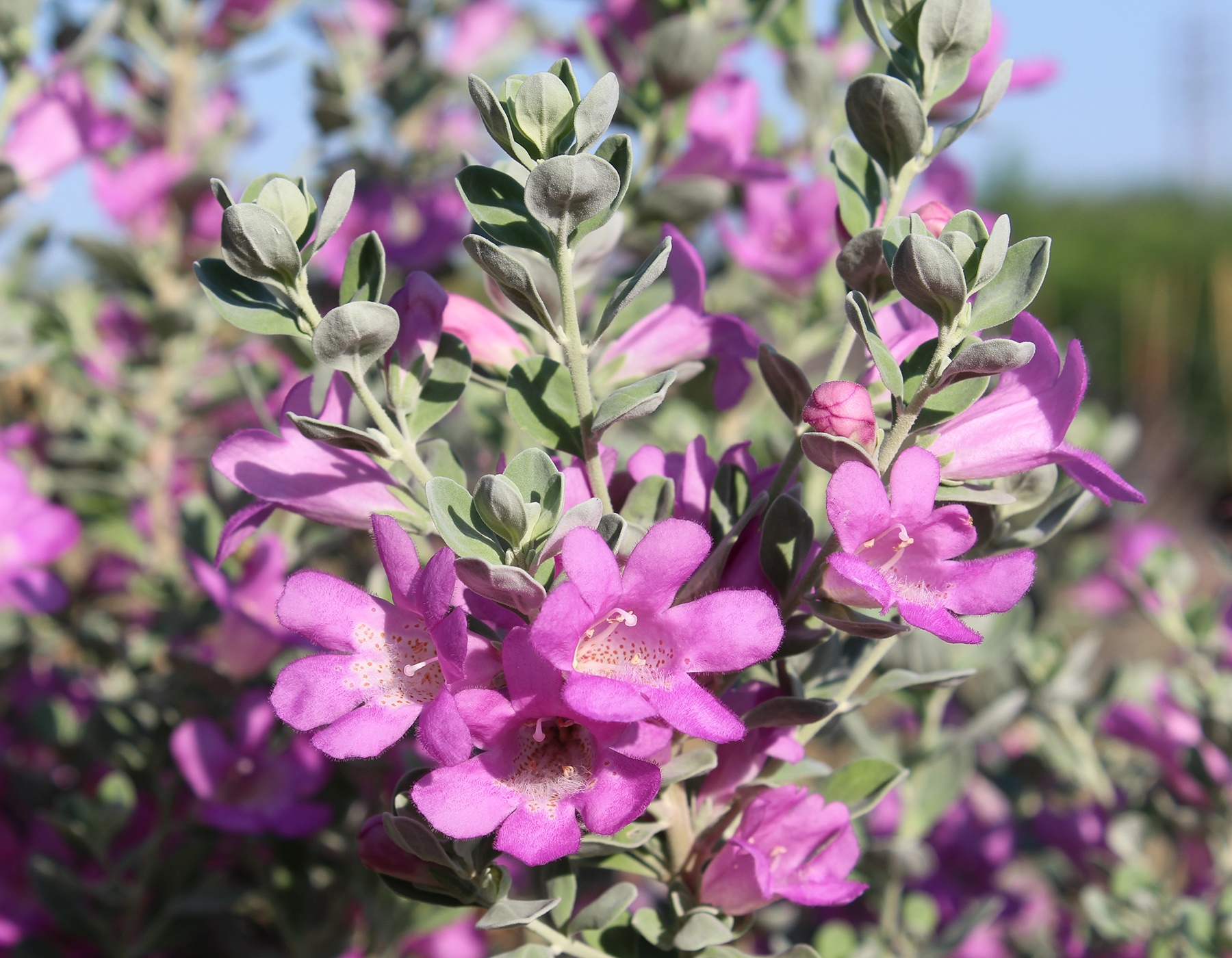Leucophyllum san antonio rose bloomables