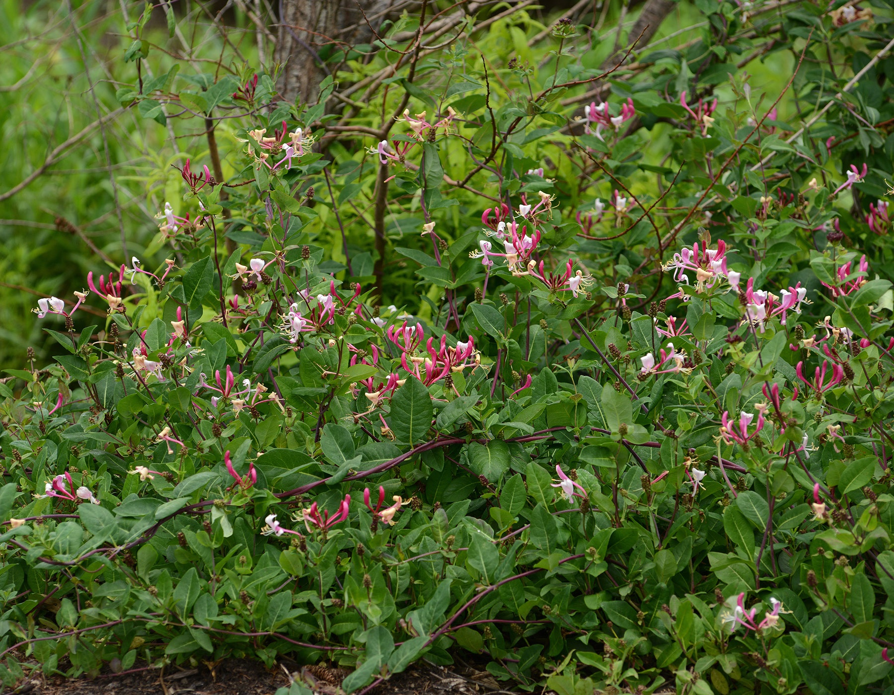 Peaches and Cream™ Lonicera Bloomables