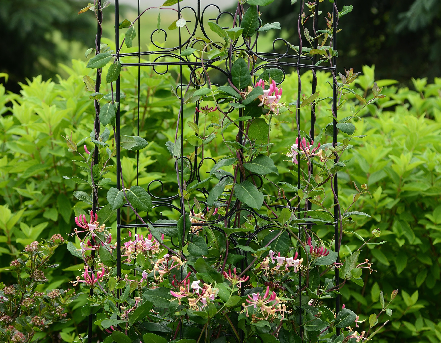 Peaches and Cream™ Lonicera Bloomables