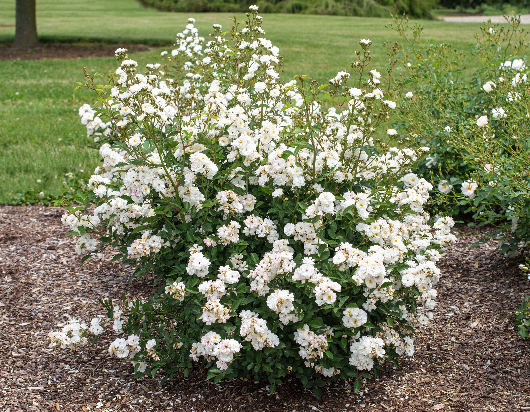 Pretty Polly® White Bloomables