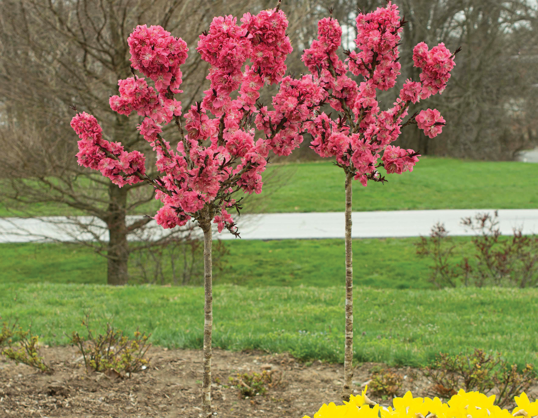 Ruby ruffle patio peach bloomables