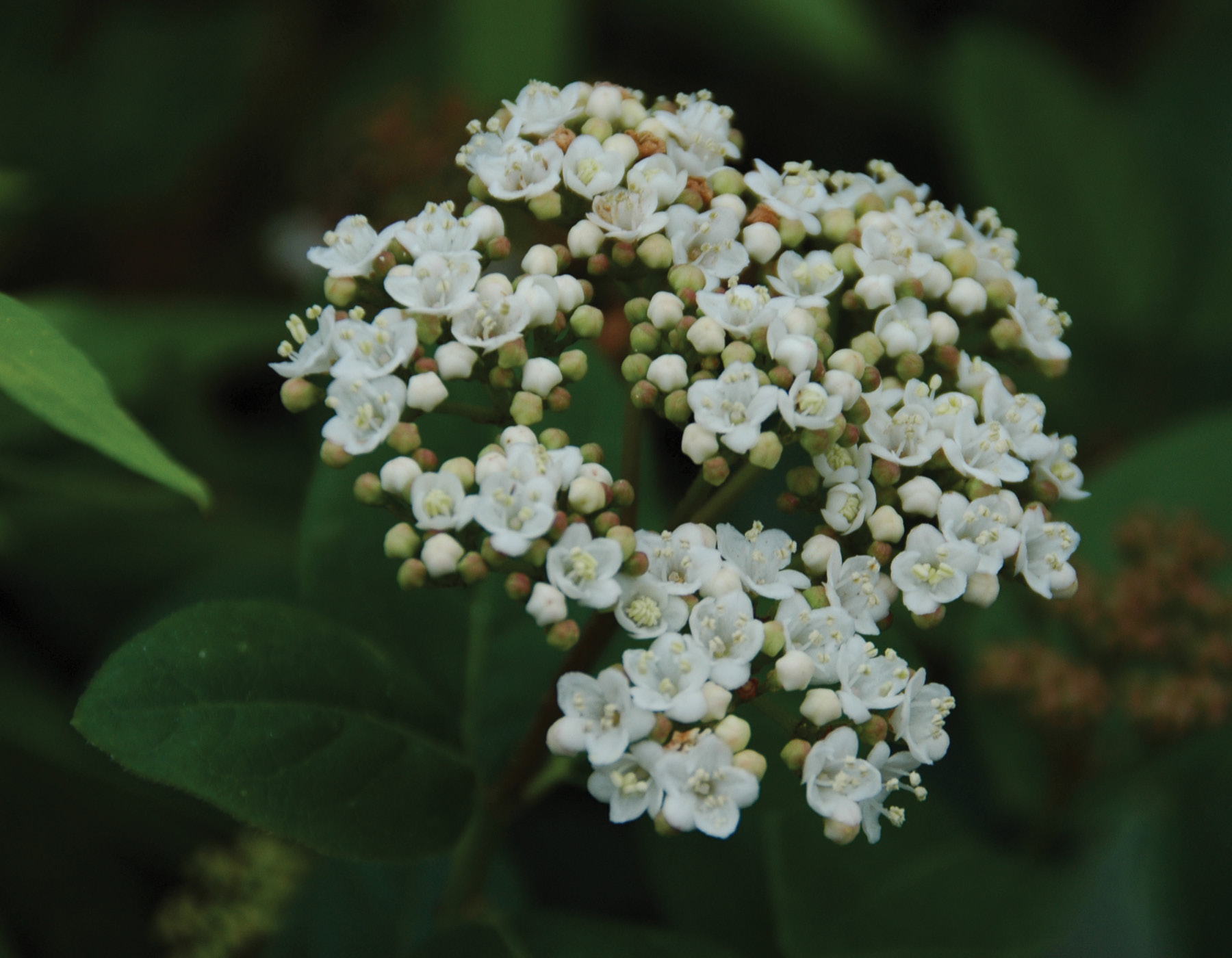 Shades of Pink™ Viburnum Bloomables