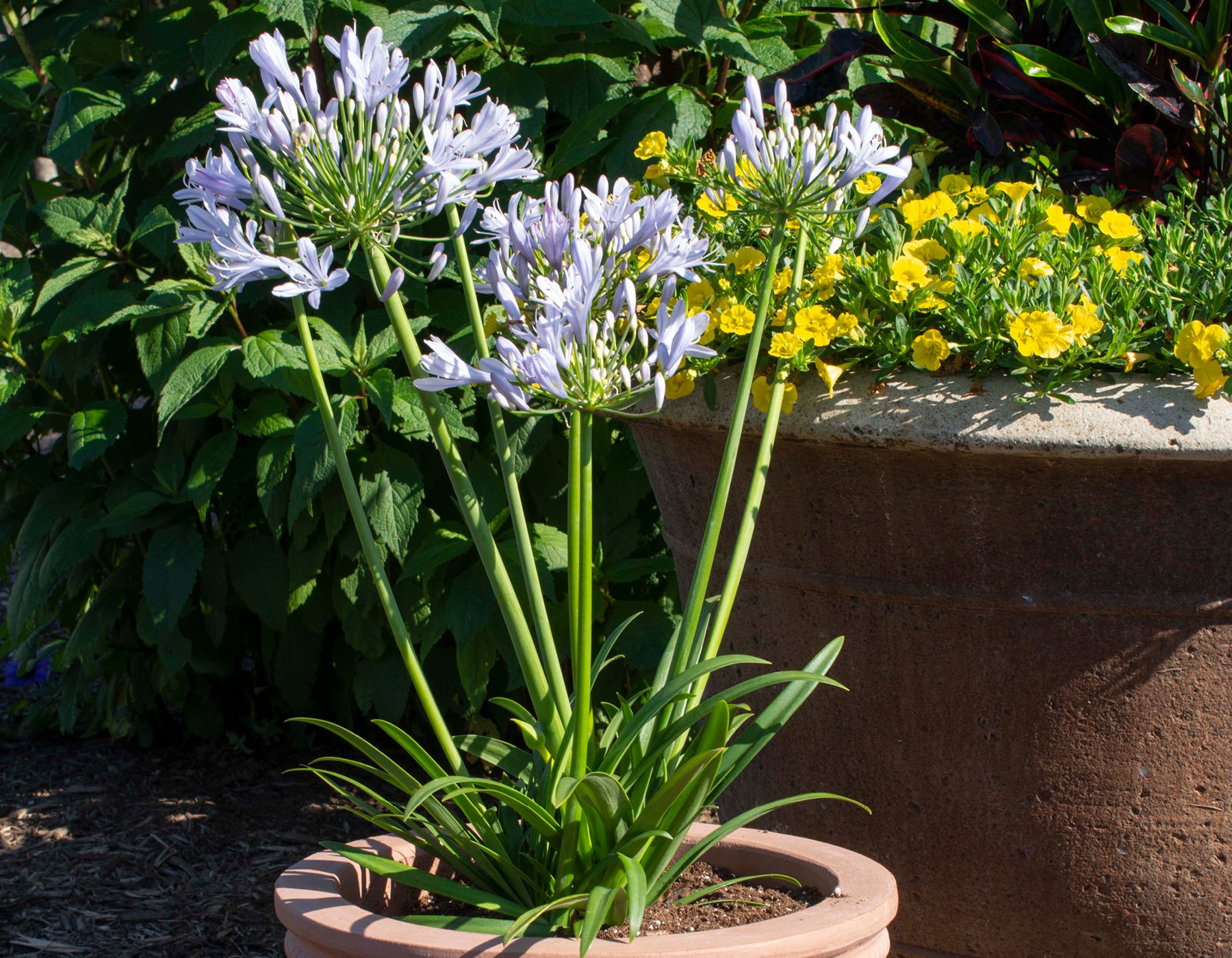 Straight A® 'Blue Flare' Agapanthus Bloomables