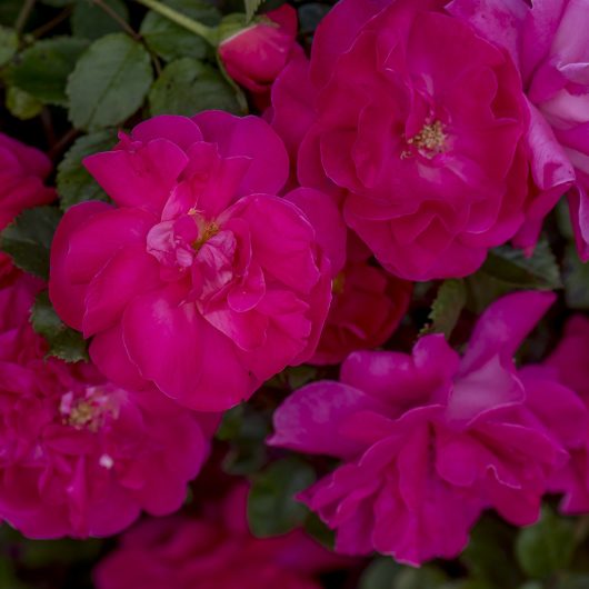 highwire-flyer-bloomables