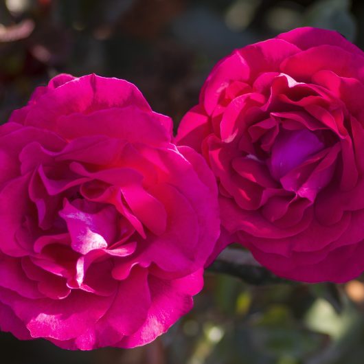 Stiletto™ | Bloomables