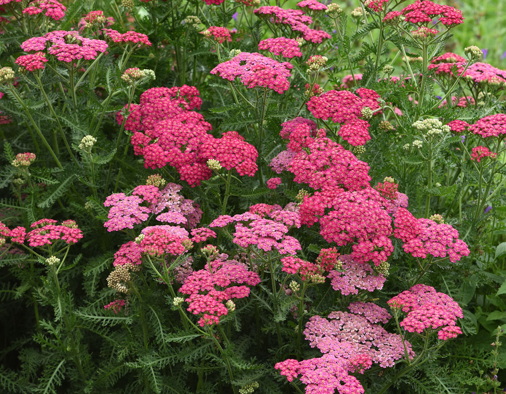 New Vintage™ Rose Achillea | Bloomables