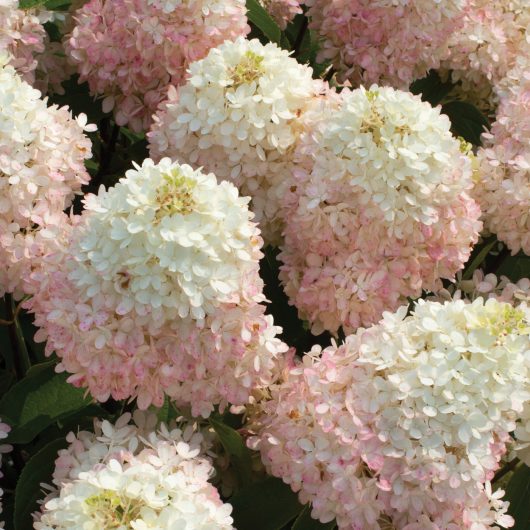 Sweet Starlightâ„¢ Hydrangea Bloomables