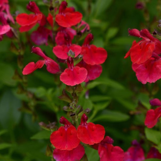Mirage™ Cherry Red Salvia Bloomables