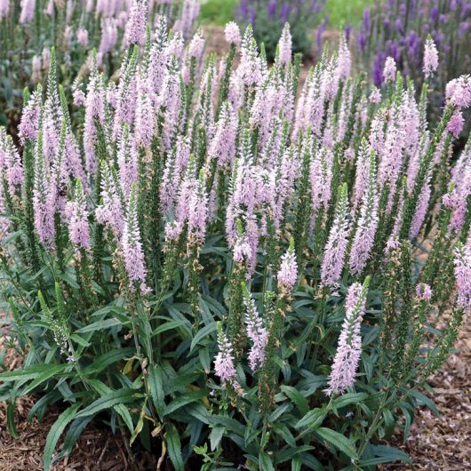 Moody Blues® Pink Veronica Bloomables