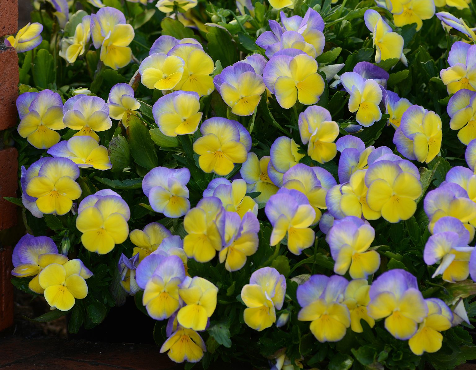 Viola 'Halo Lemon Frost' Bloomables