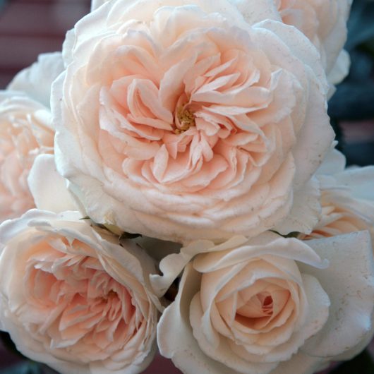 Arborose® Honeymoon™ | Bloomables