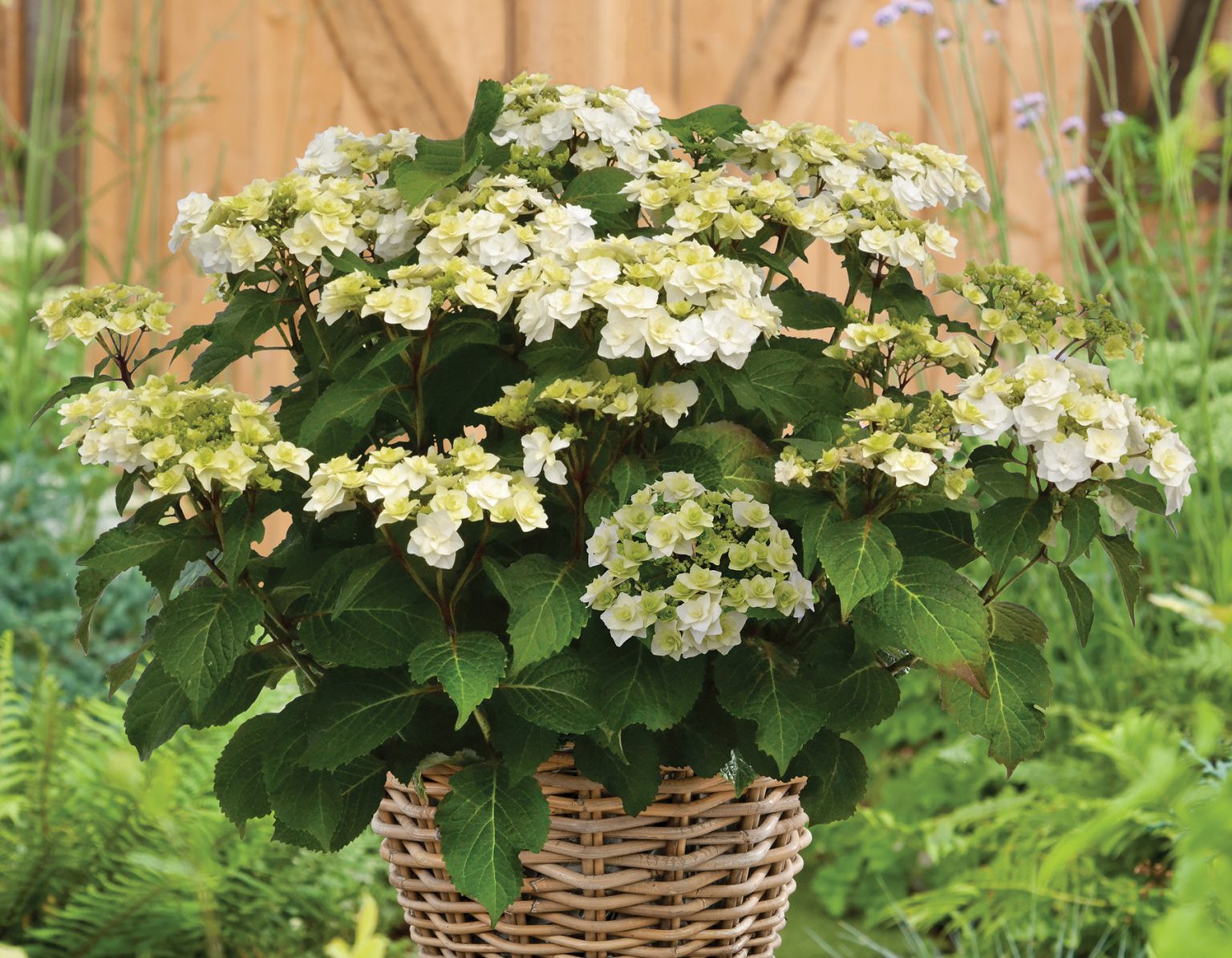 Wedding Gown™ Hydrangea Bloomables