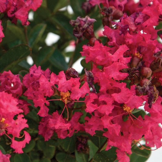 Bellini® Raspberry Lagerstroemia | Bloomables