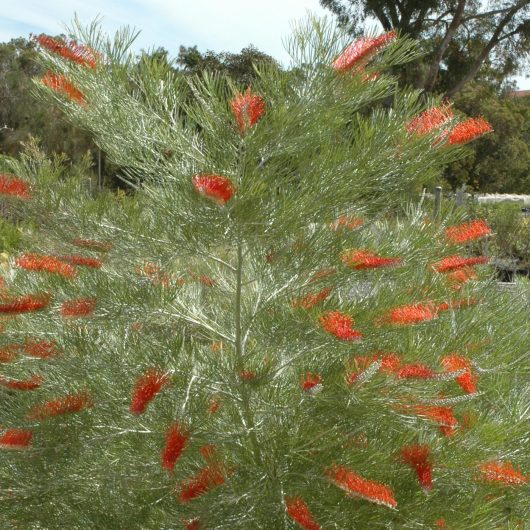 Grevillea ‘Kings Fire’ Bloomables